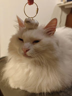 Fur-ever Loved Cat Hair Memorial Pendant