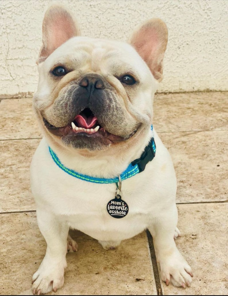 "Mom's Favorite Asshole" Funny Dog Tag Personalized Small Cat or Large Pet Tag